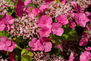 View of pink hortensia flower in the summer garden