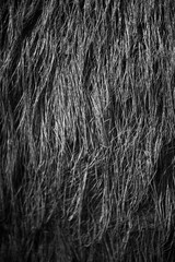 black and white tree