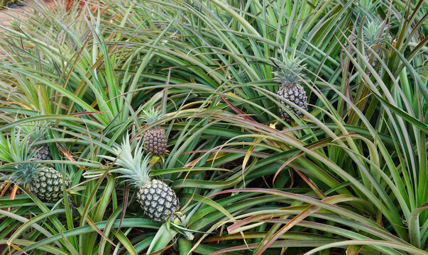 Large ripe pineapples on a bush grow in the field