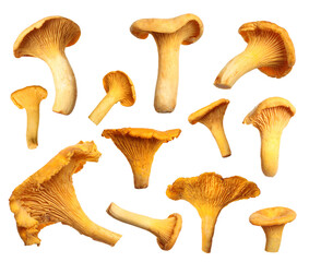 Set of fresh chanterelle mushrooms on white background