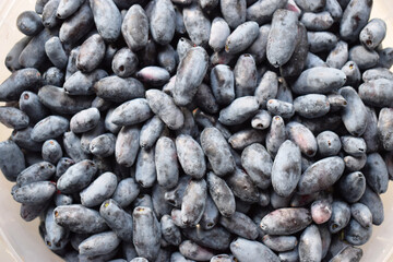 the berries of honeysuckle