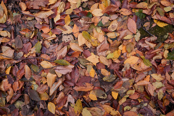 a glade of fallen autumn leaves of orange color texture
