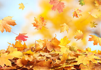 Fototapeta na wymiar Autumn season. Beautiful leaves falling in park