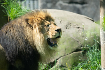 Fototapeta na wymiar lion opening mouth
