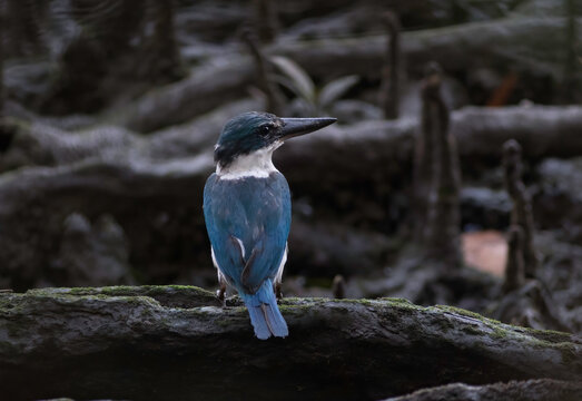 Collared kingfisher at sungai buloh wetlands singapore