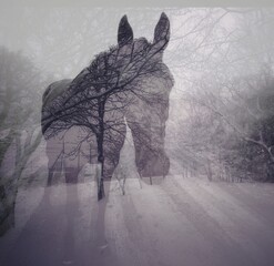 Double exposure. Black horse in the park in winter