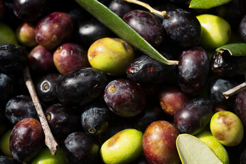 olive tree fruit