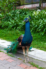 Peacock close up. Malaysia