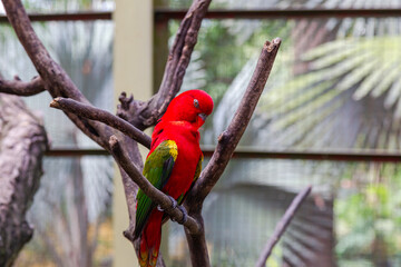 A bright red parrot with green wings on a dry tree branch. Malaysia