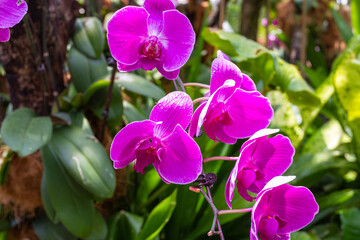 A group of blooming dark purple orchids. Singapore