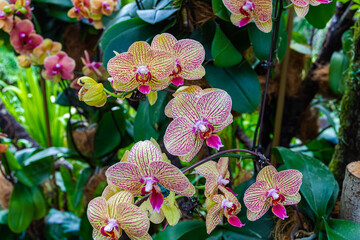 Group of blooming orchids. Singapore