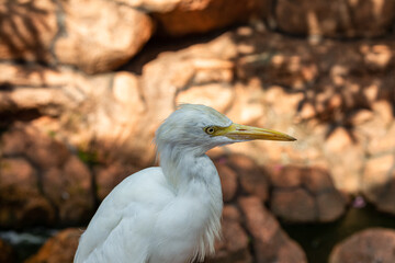 Great egret on a stone. Malaysia