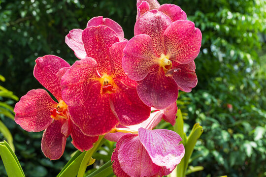 Blooming red orchids. Singapore