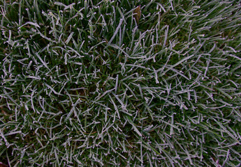 Full frame image background of frosty icy grass in winter