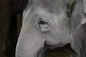 Obraz premium close up of an elephant head