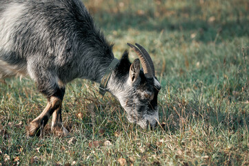 Young goat nibbles grass in the morning pasture, farm