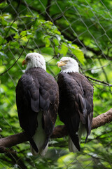 pair of bald eagles