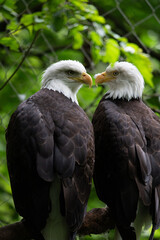 pair of bald eagles