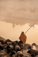 nomadic life of shepherds traveling with sheep in the the dust 