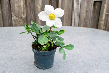 Flowering Christmas rose (Helleborus niger) in a pot