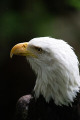 Fototapeta premium American Bald Eagle