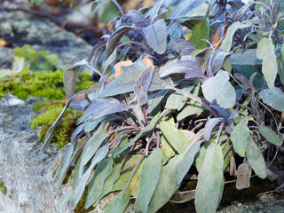 (Salvia officinalis 'Purpurascens') Sauge officinale pourpré ou herbe sacrée, arbrisseau au feuillage décoratif et aromatique, gris vert, pourpré, violacé et rugueux d'automne