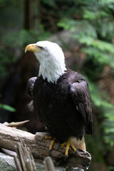 American Bald Eagle