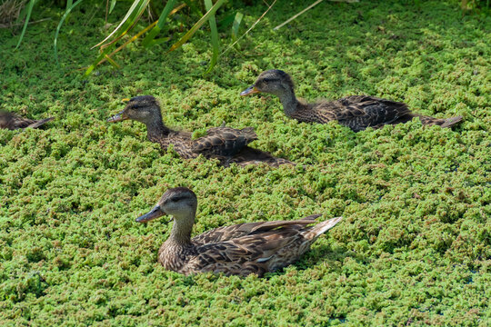 ducks