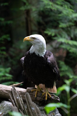 American Bald Eagle