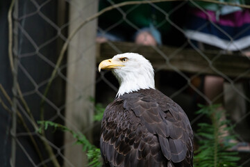 american bald eagle