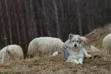 Shepherd dog at work
