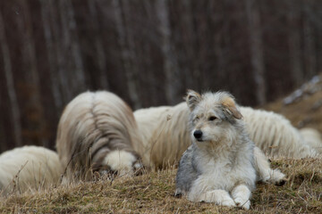 
Flock of sheep in the mountains of Romania