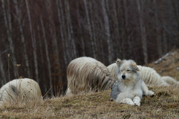 Shepherd dog at work