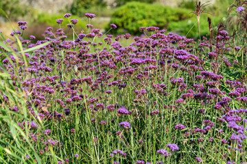 Verbena bonariensis a purple herbaceous perennial summer autumn flower plant commonly known as purple top or Argentinian vervain, stock photo image