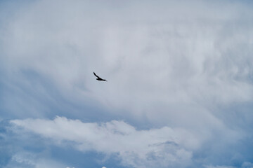 Andean condor, Vultur gryphus, soaring over the Colca Canyon in the Andes of Peru close to...