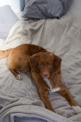 Portrait of brown nova scotia duck tolling retriever. Cute puppy waiting owner in bed. Selective focus on eyes. Domestic animals concept. Home cosiness.