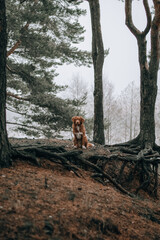 Vertical portrait of brown nova scotia duck tolling retriever. Dog sitting in the foggy forest on the roots of trees. Selective focus on puppy. Domestic animals concept. Calm mood.