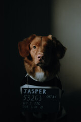 Dark vertical portrait of brown nova scotia duck tolling retriever. The dog is dressed as a prisoner and looking at the camera. Selective focus on dog face. Domestic animals concept.