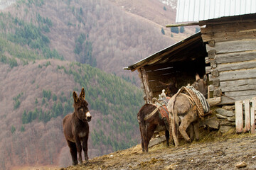 Donkey in the mountains of Romania