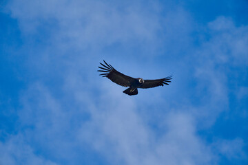 Andean condor, Vultur gryphus, soaring over the Colca Canyon in the Andes of Peru close to...