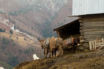 Donkey in the mountains of Romania