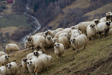 Sheep in the mountains of Romania
