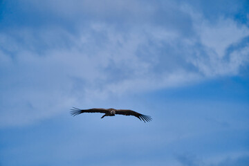 Obraz premium Andean condor, Vultur gryphus, soaring over the Colca Canyon in the Andes of Peru close to Arequipa. Andean condor is the largest flying bird in the world, combined measurement of weight and wingspan