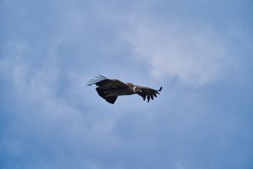 Andean condor, Vultur gryphus, soaring over the Colca Canyon in the Andes of Peru close to Arequipa. Andean condor is the largest flying bird in the world,  combined measurement of weight and wingspan