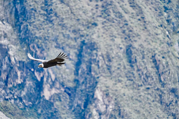 Andean condor, Vultur gryphus, soaring over the Colca Canyon in the Andes of Peru close to...