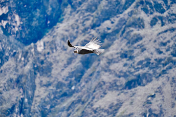 Andean condor, Vultur gryphus, soaring over the Colca Canyon in the Andes of Peru close to Arequipa. Andean condor is the largest flying bird in the world,  combined measurement of weight and wingspan