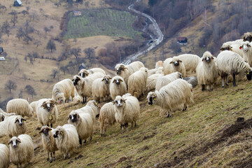 Fototapeta premium Flock of sheep in the mountains of Romania