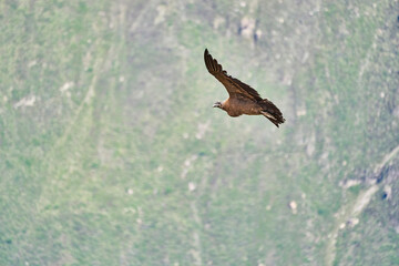 Andean condor, Vultur gryphus, soaring over the Colca Canyon in the Andes of Peru close to Arequipa. Andean condor is the largest flying bird in the world,  combined measurement of weight and wingspan