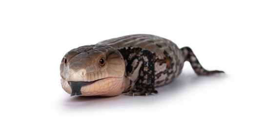 Detailed shot of an Indonesian blue-tongued skink aka Tiliqua gigas, standing facing front. Tongue out. Isolated on white background.