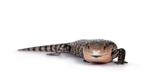 Detailed shot of an Indonesian blue-tongued skink aka Tiliqua gigas, standing side ways. Tongue out. Isolated on white background.